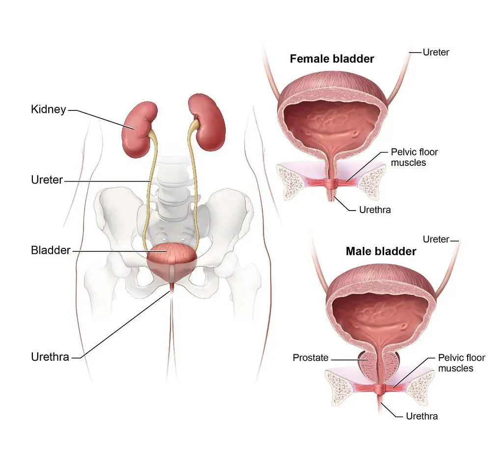 Understanding the Importance of Relaxing the Pelvic Floor