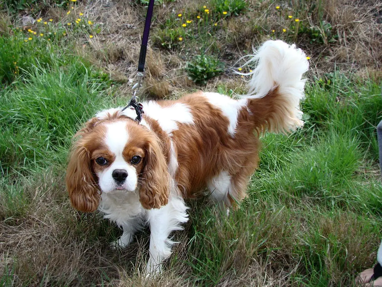 Nutritional​ Recommendations for a Healthy King Charles