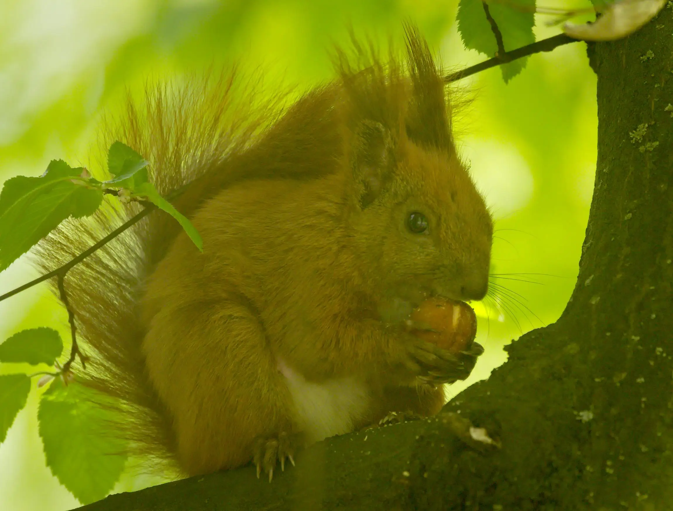 Potential Weight Loss Effects of Brazil Nuts