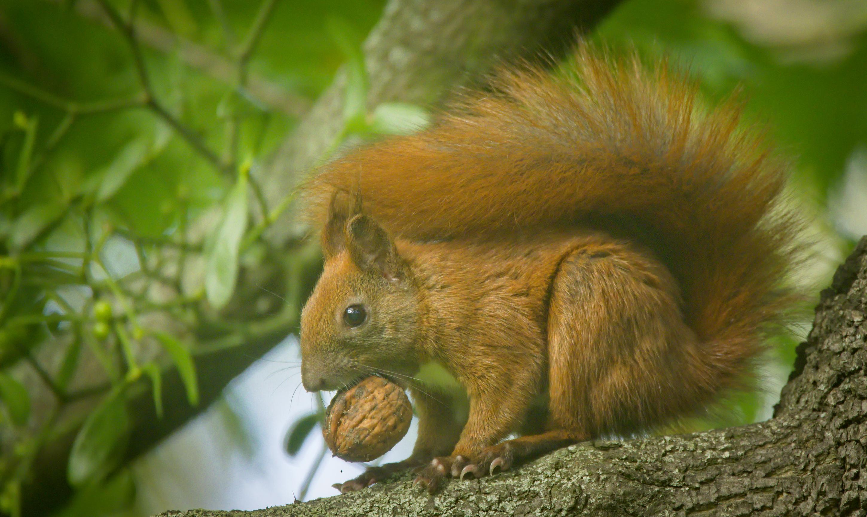 Moderation is Key: Avoiding Selenium Toxicity with Brazil‌ Nut Consumption