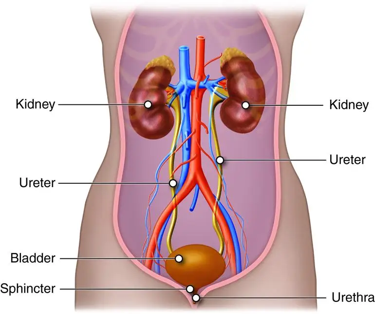 Addressing Bladder, Prostate, ​Vaginal, and Penile⁢ Health Across the Lifespan