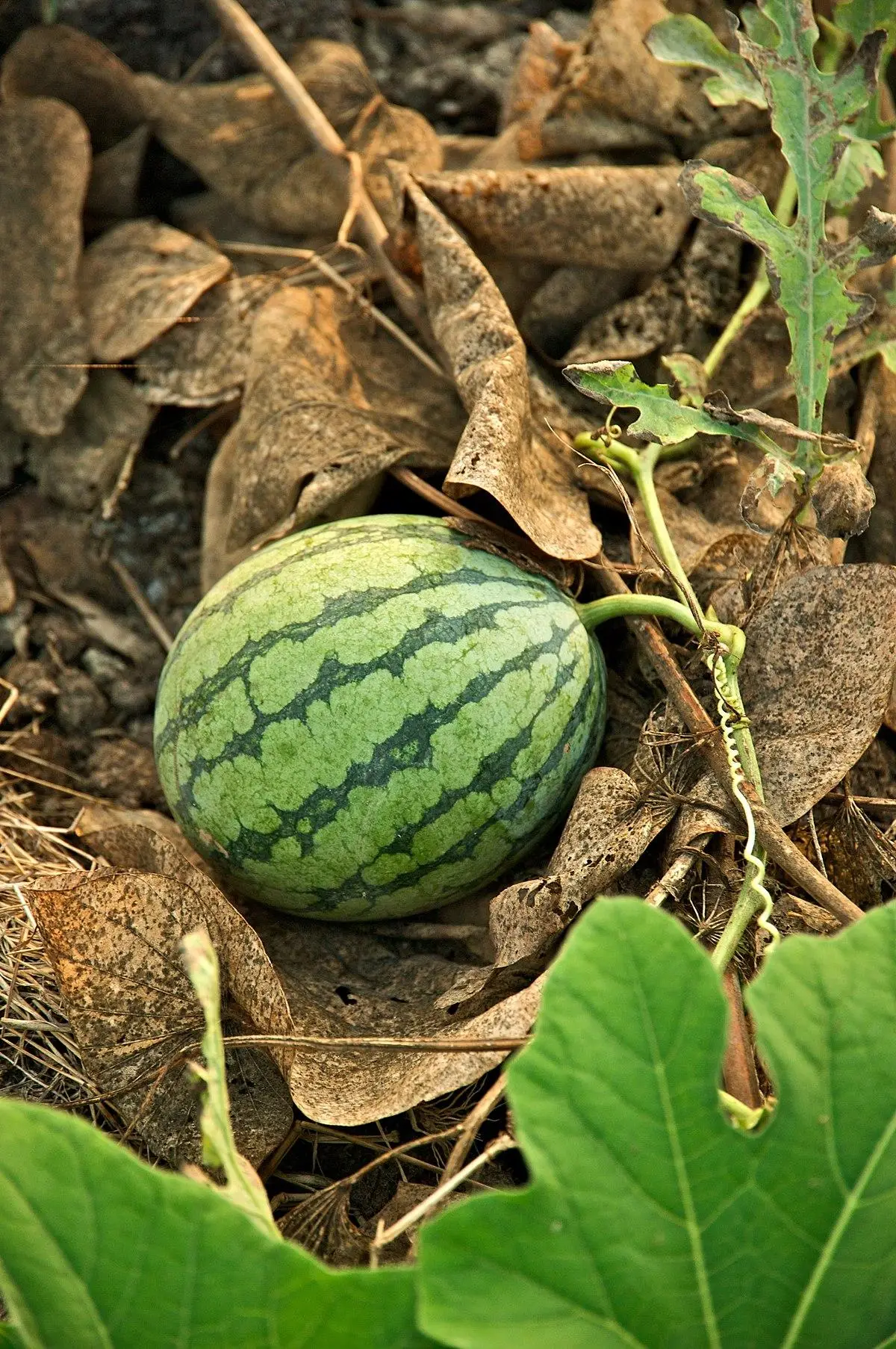 Hydrating Goodness of Watermelon: Quenching Thirst and Replenishing Electrolytes