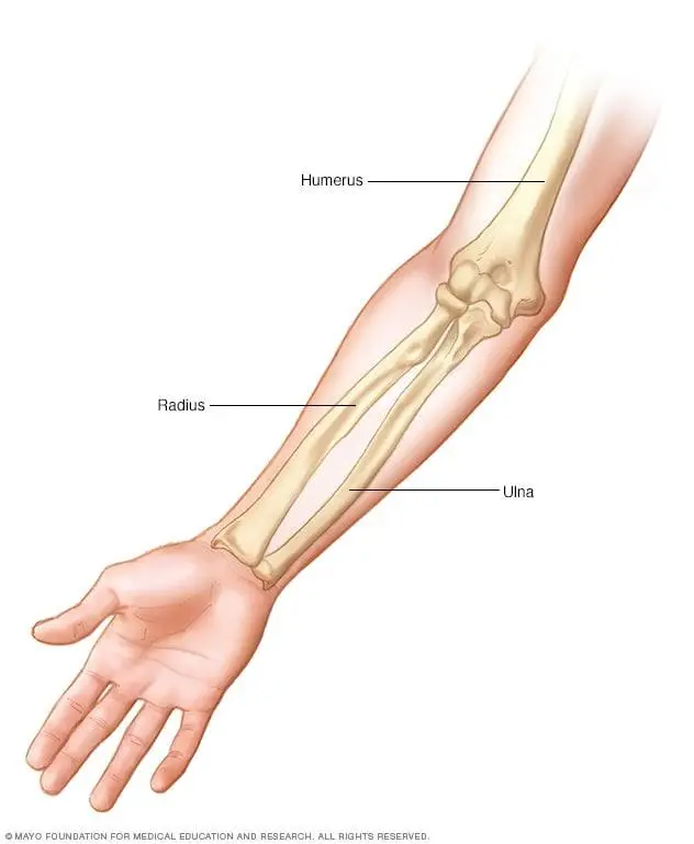 - Unlocking the Key to Toned Triceps: Understanding the Anatomy and Function of Tricep⁤ Muscles