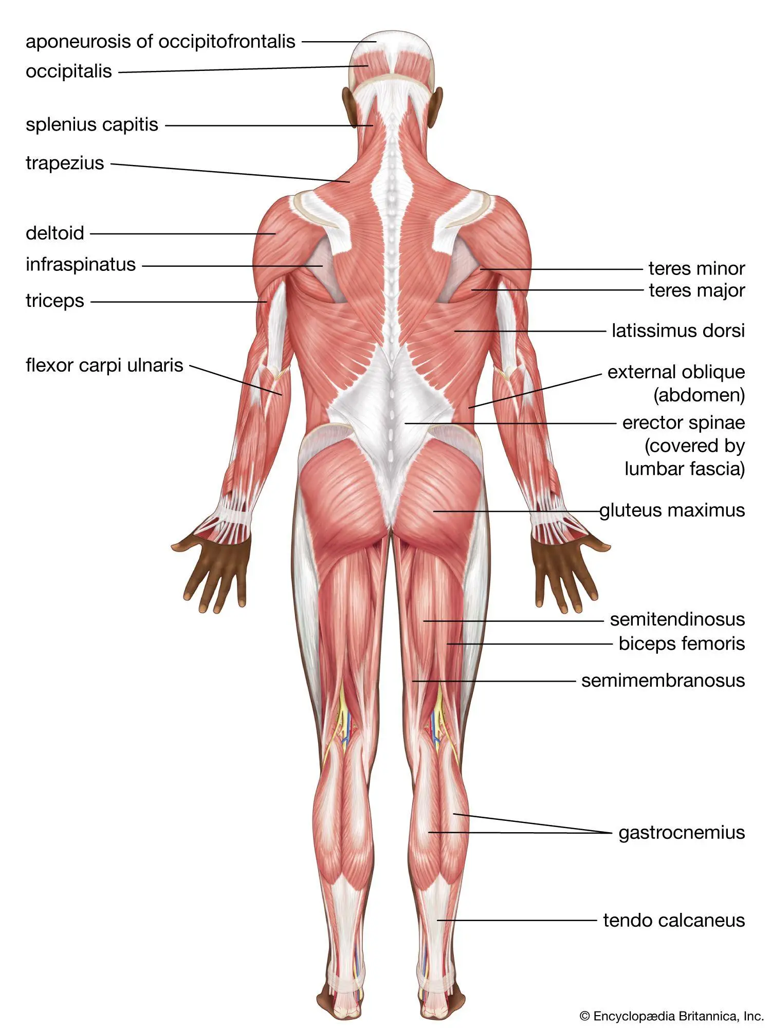 The⁤ Role of ⁤Cardiovascular Exercise in Muscle Definition