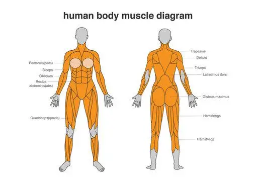 Mastering Functional Training Techniques for Overall Upper Body Power