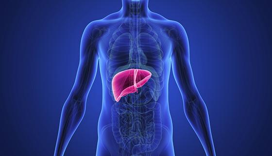 Liver Health: Essential Tips for Optimal Function