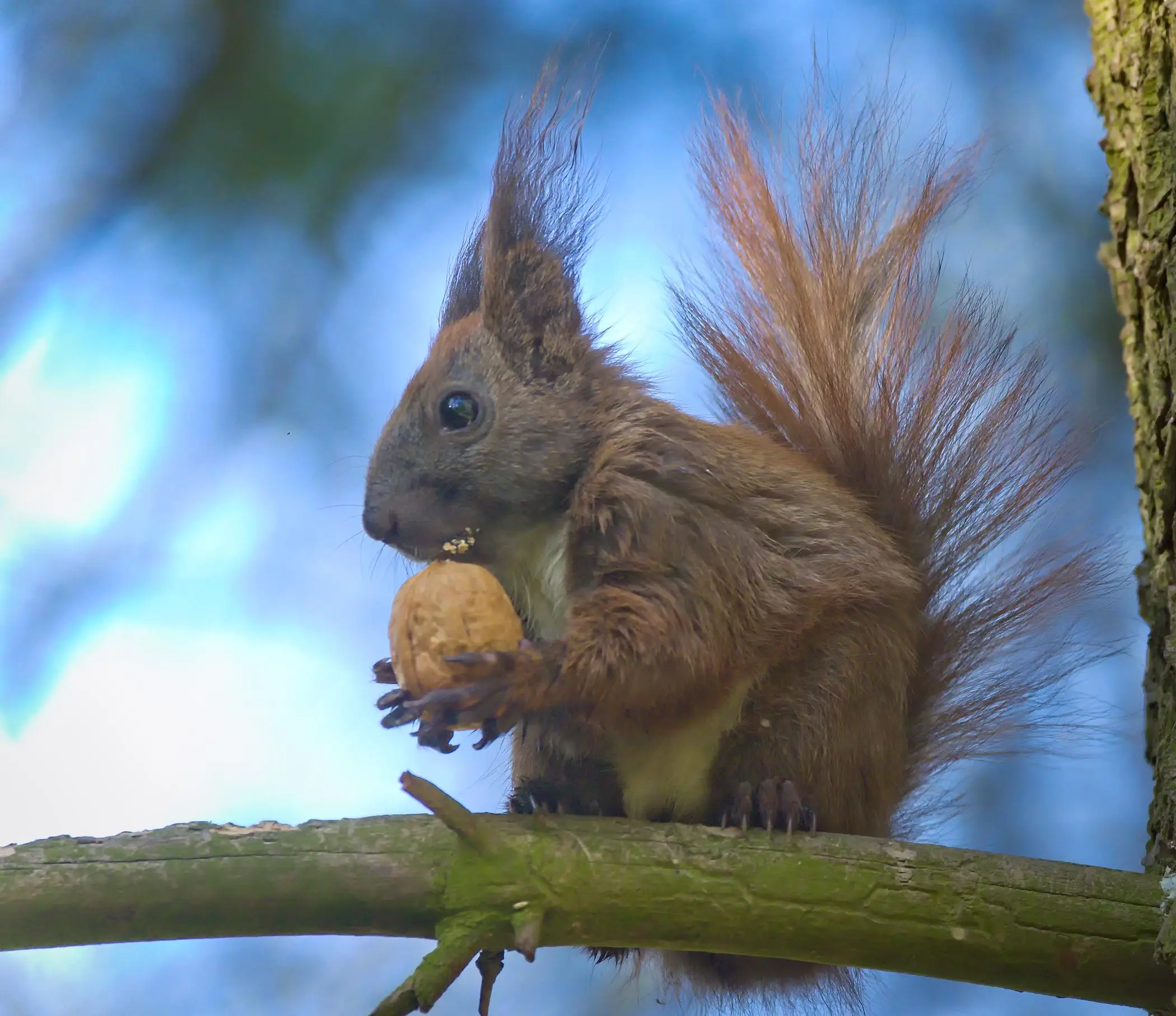 Potential Risks of Consuming Brazil Nuts Daily