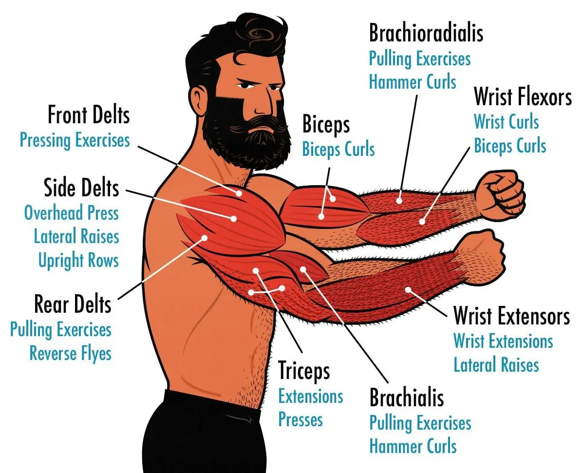 - Unleash Your Arm Day ⁢Potential with⁣ These Intense Workouts