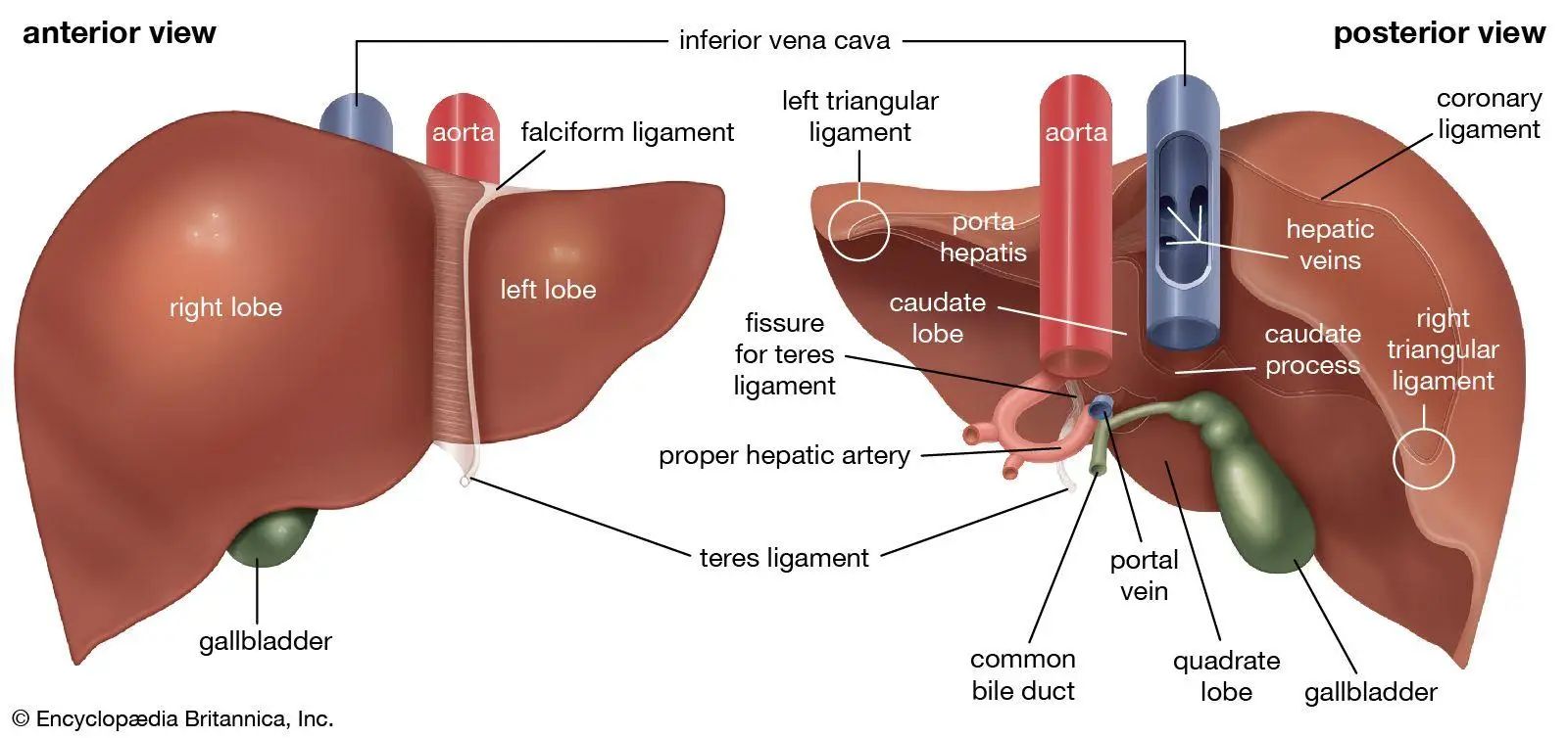 Lifestyle Changes to Promote Liver Wellness